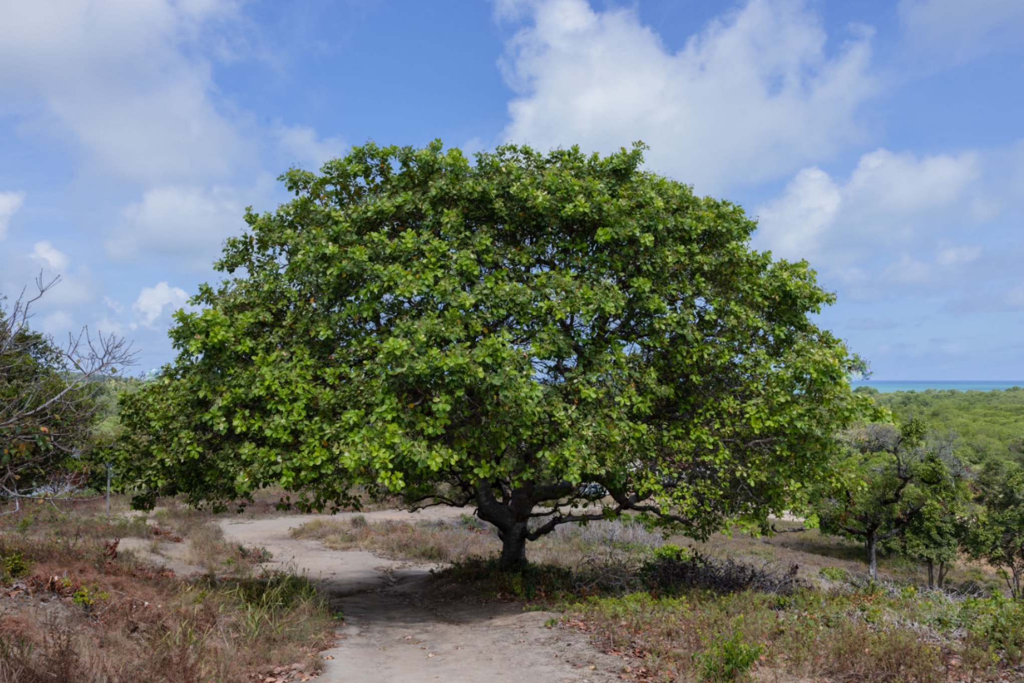 Kerala cashew plantation